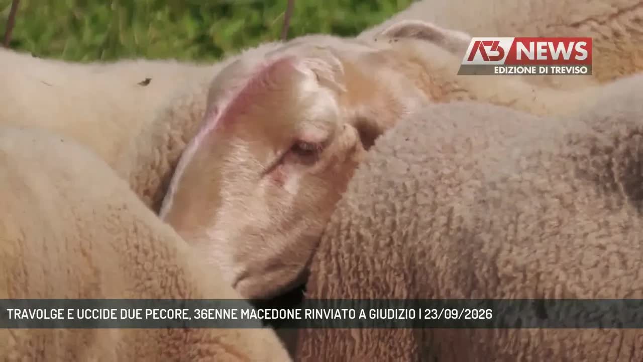 Incidente con pecore a Casale sul Sile: processo nel 2028