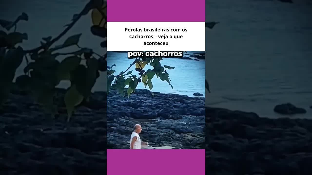 Pérolas de cachorros em momentos hilários
