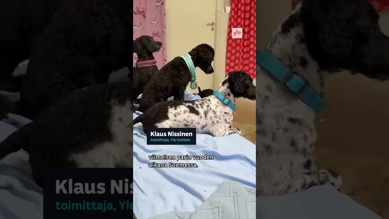 Fiinu-koira etsii uutta kotia Suomessa