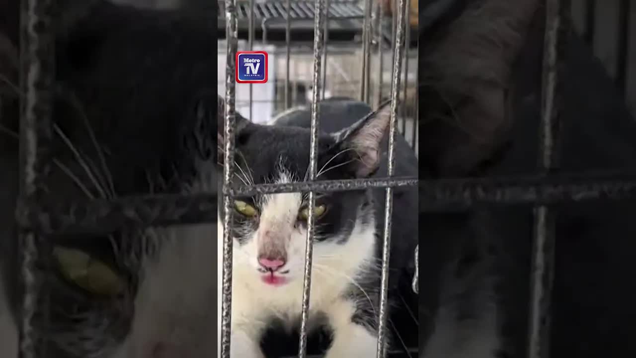 Polis Selamatkan Lebih 400 Kucing Di Vietnam
