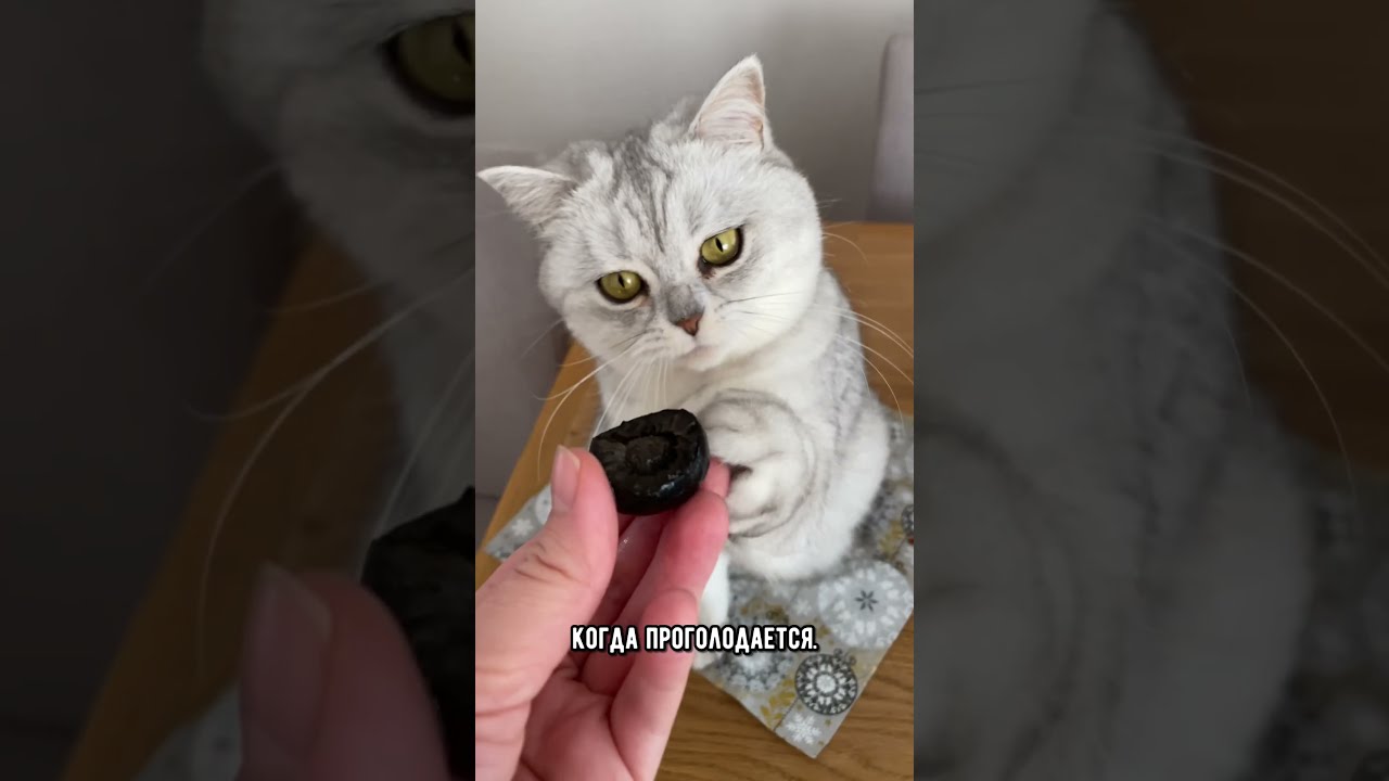 Как форма лапки определяет характер котика