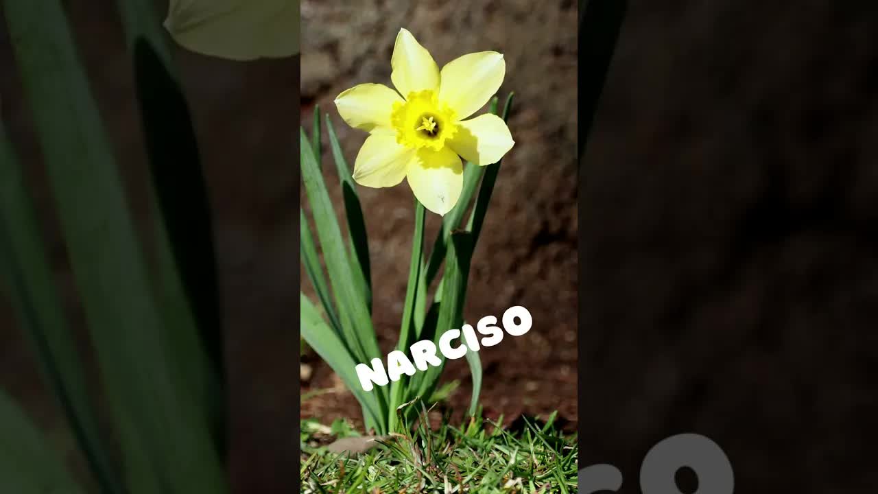 Litero N en la Esperanta Alfabeto