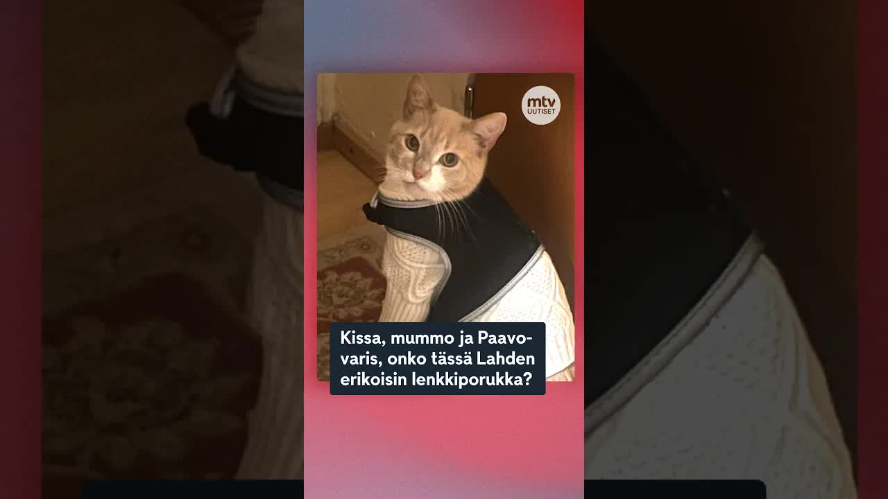 Kissaa ja varikasta yhdistävä ystävyys