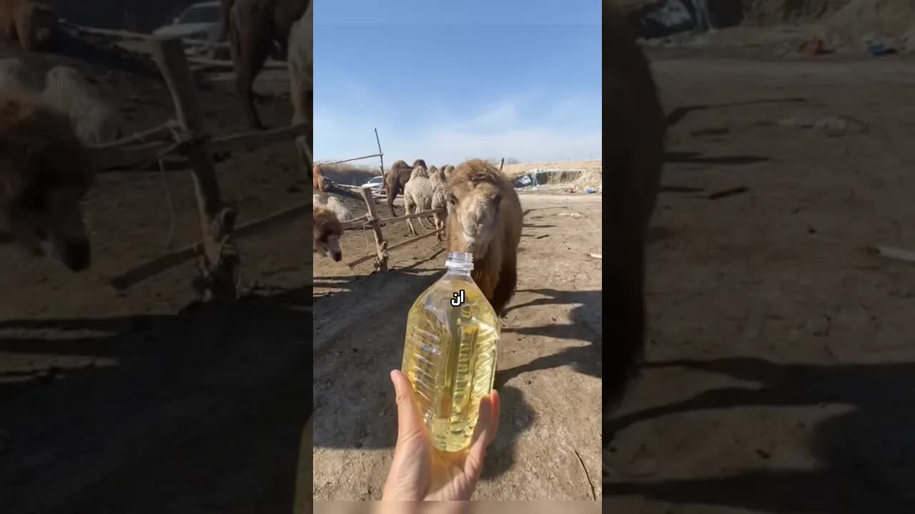 خطأ بسيط يهدد قطيع جمال بالعطش