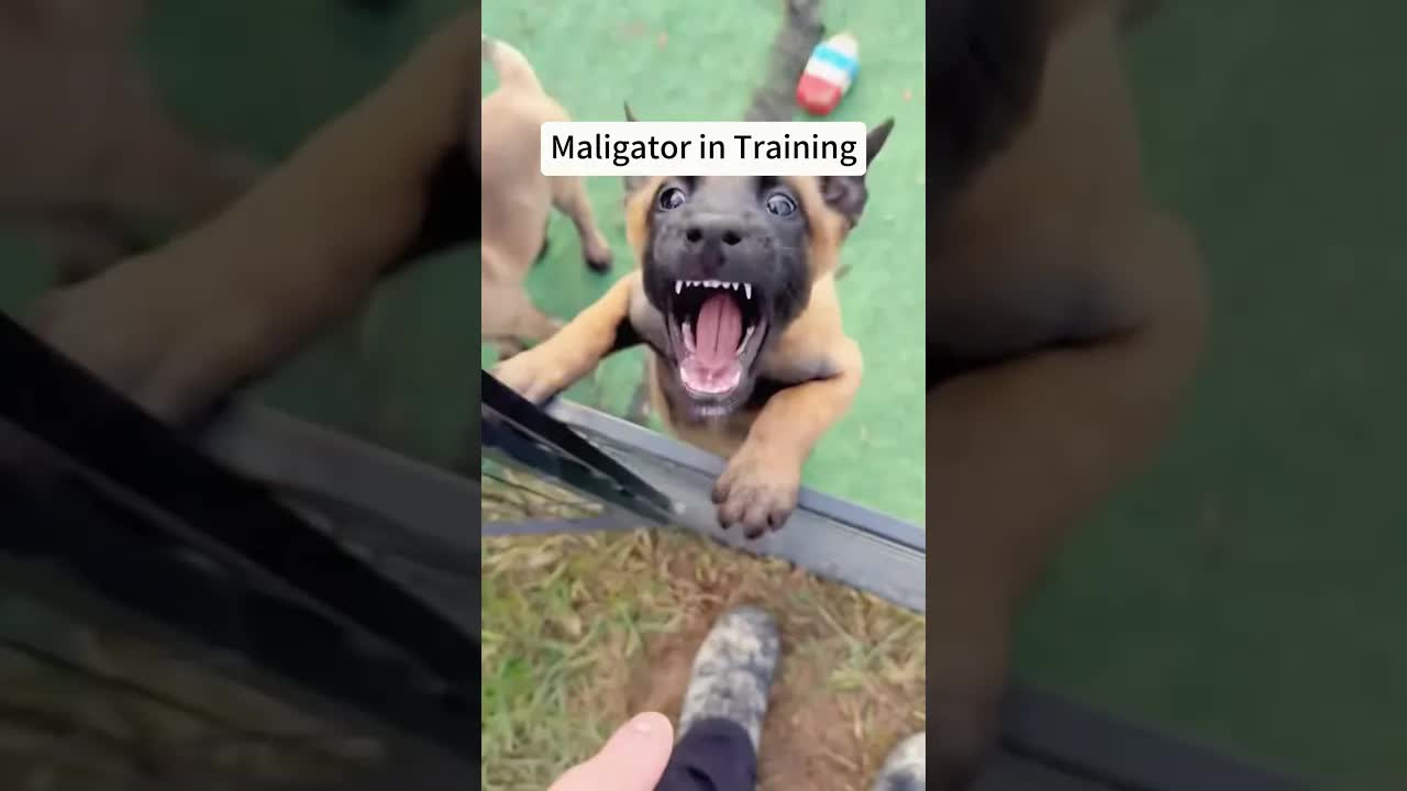 Dog Disobeys and Jumps on Bed