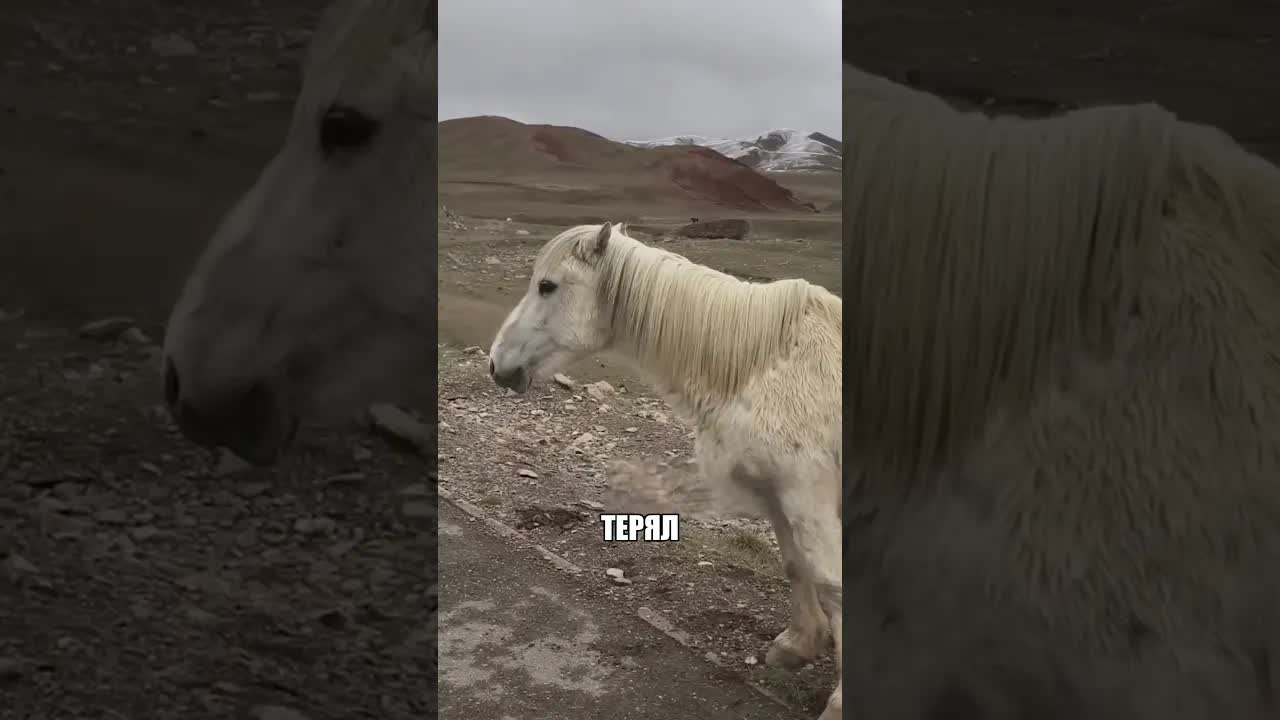 Парень спас дикую лошадь с обочины