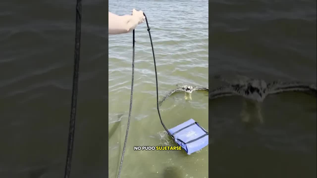 Rescate de un águila pescadora en el mar