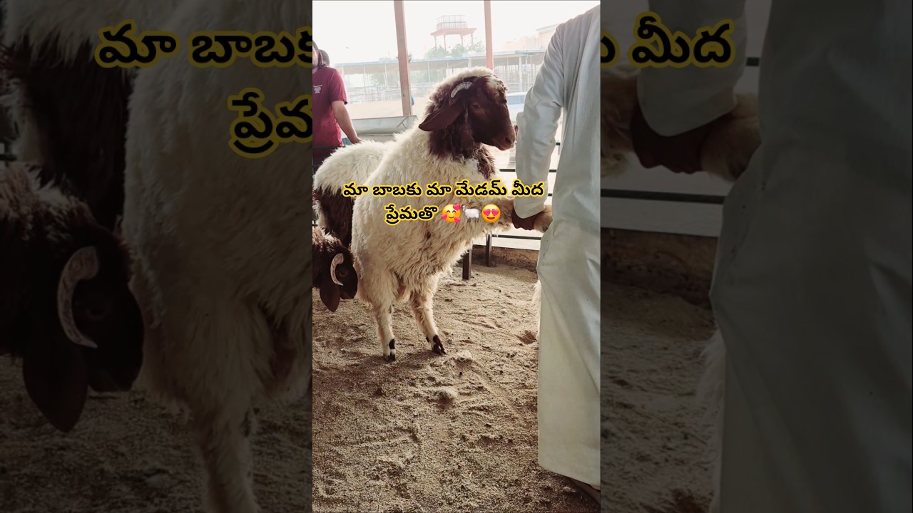 మా బాబు పొటేళ్ళు కొని అమ్మోలకి ఇచ్చిన విధానం