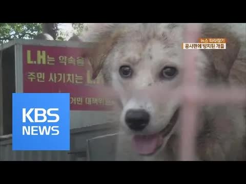 건설현장에 방치된 개 200여 마리의 비극