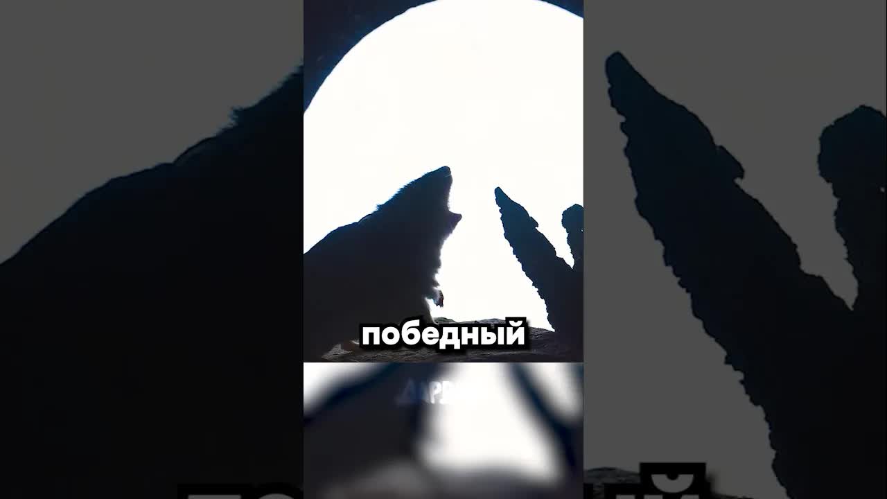 Южная скорпионовая мышь: идеальный питомец Австралии