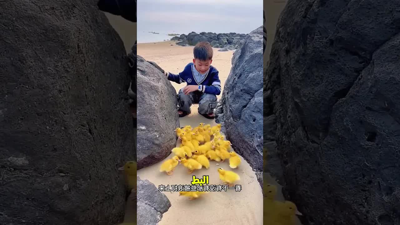 البط يجري وراء صاحبه لأنه ظنّه زعلان
