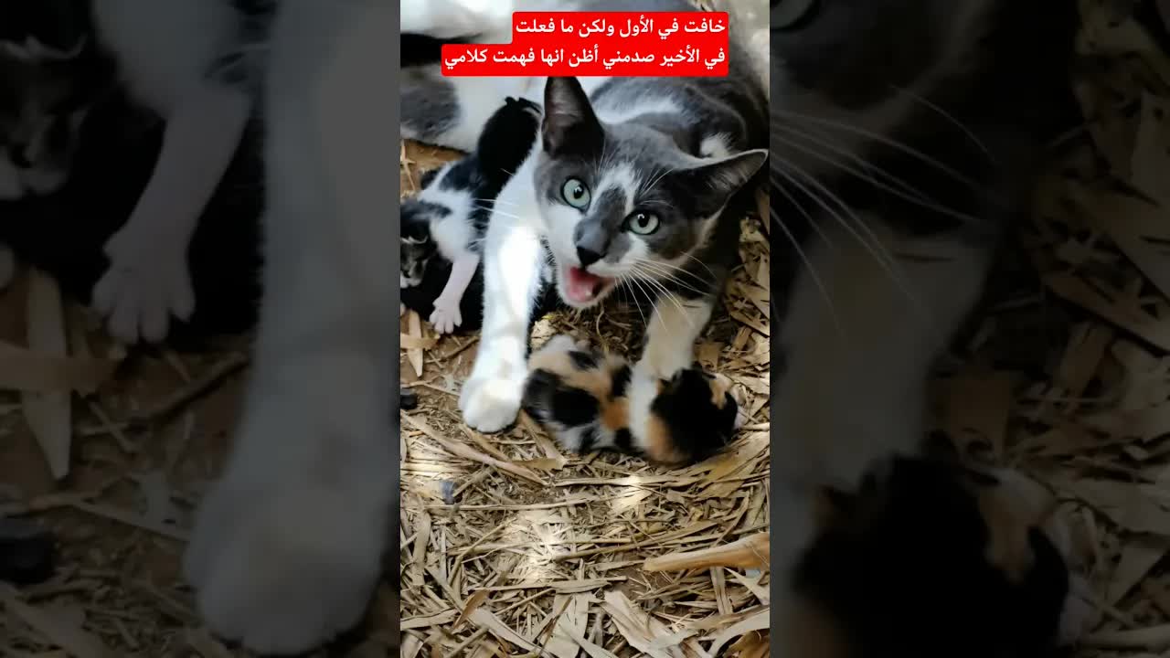 وجدت قطة وضعت صغارًا في مزرعتي