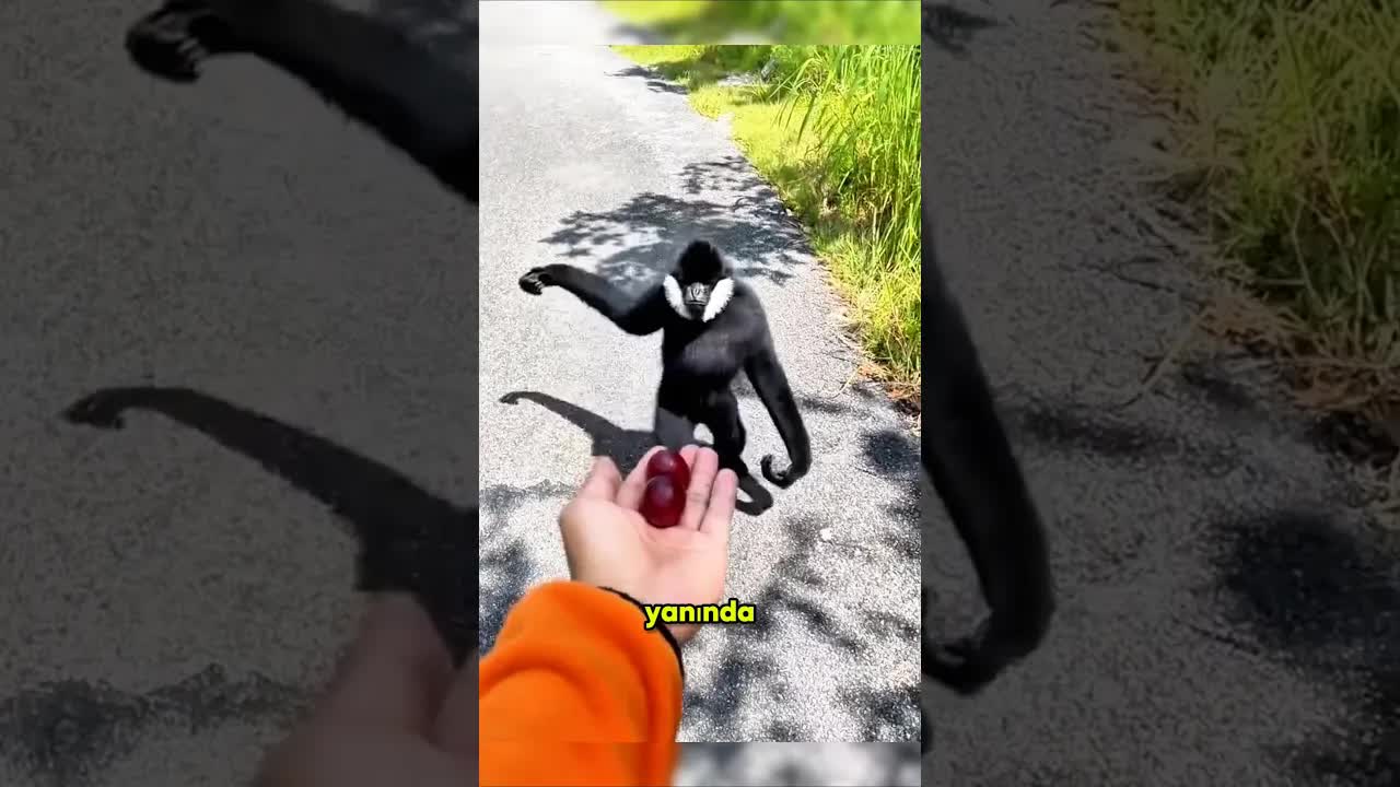 Korkunç Hayalet Sandığı Aslında Sevimli Bir Goril