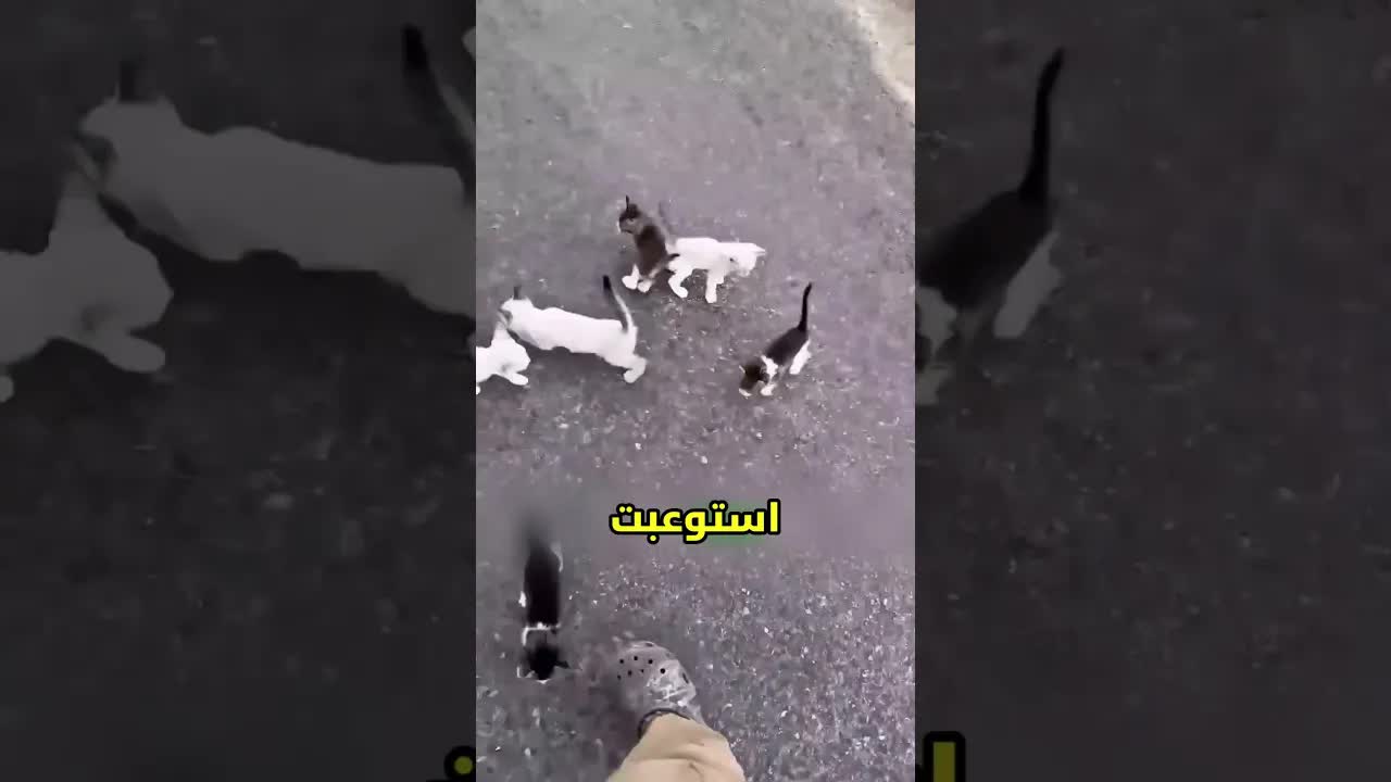 هرة صغيرة تُخفي 13 قططًا في الشارع