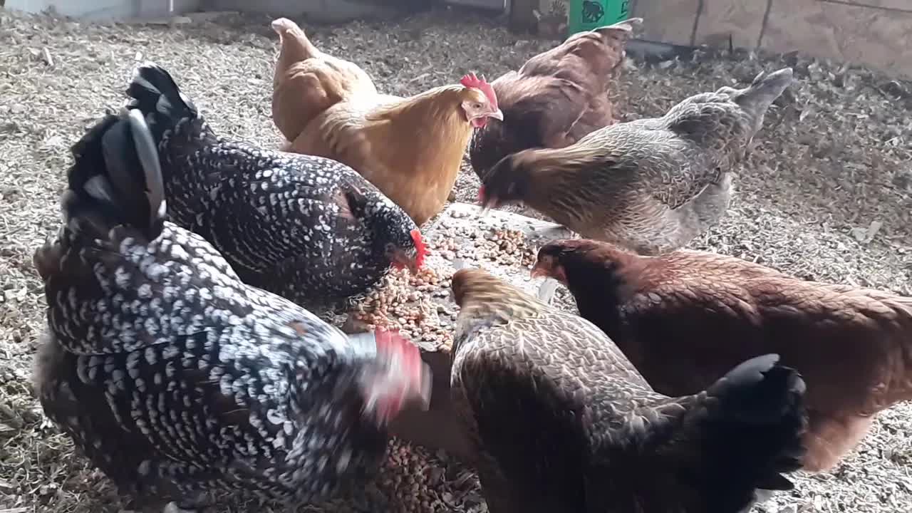 小鸡吃豆芽的中文初级视频