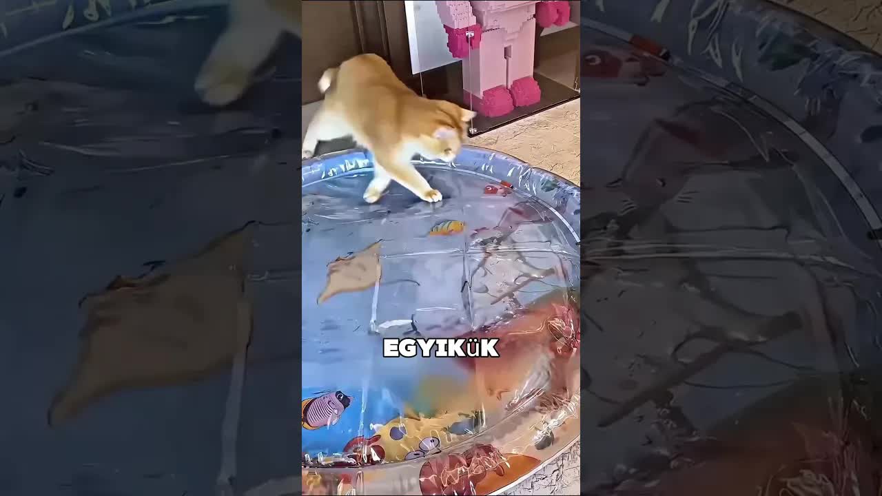 Trükköt talált ki a macskák ágyhasználatára