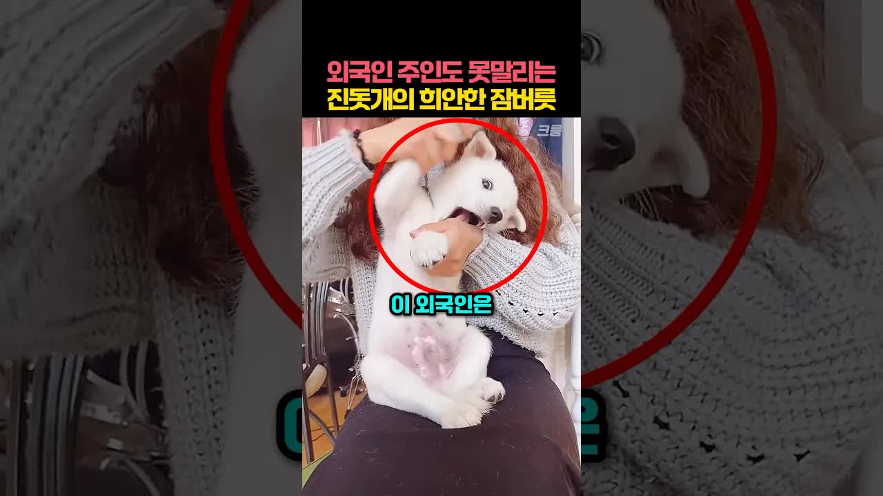 외국인 주인이 궁금해한 진돗개의 이상한 잠버릇