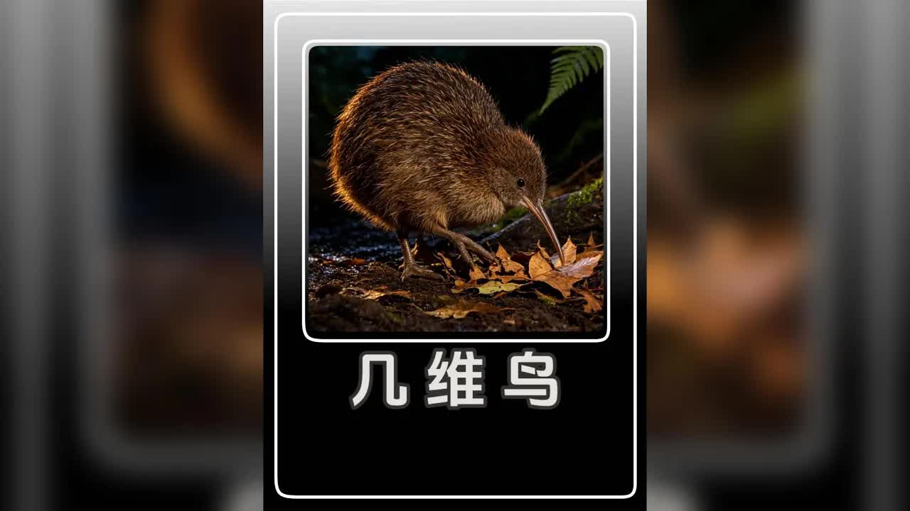幾維鳥：紐西蘭的國鳥與生存挑戰