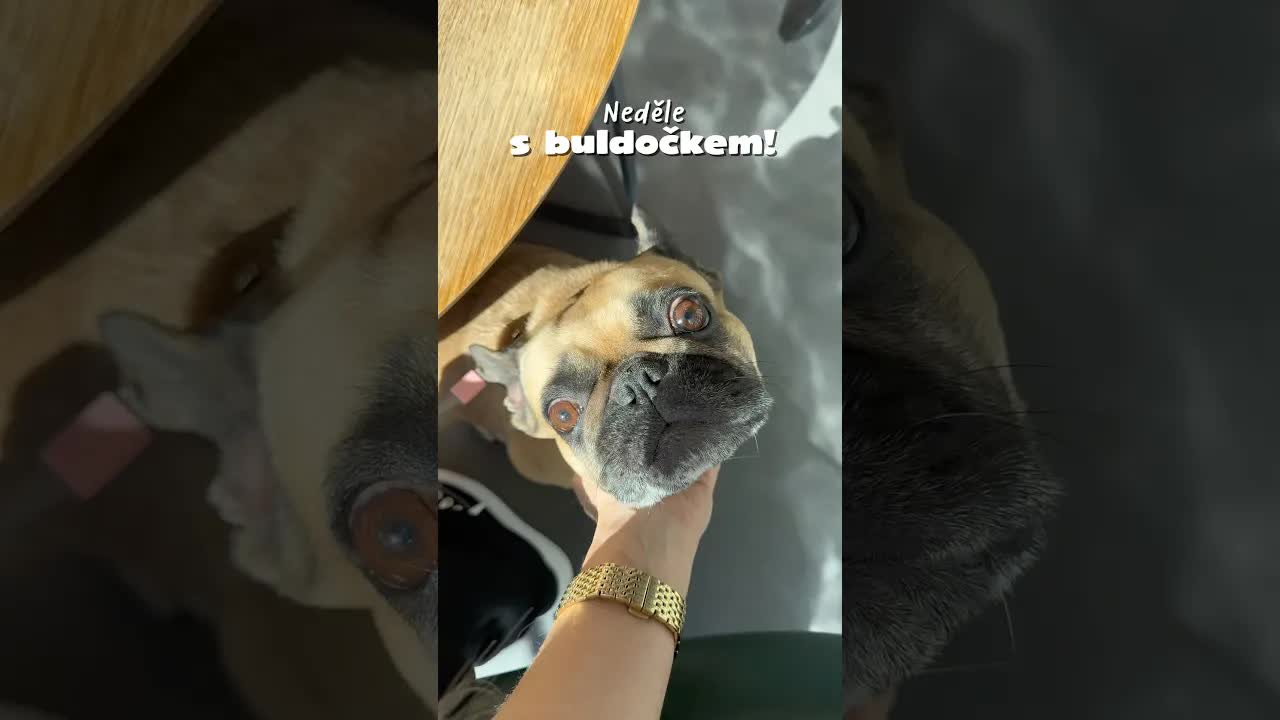 Den s buldočkem Čujou v Říčanách