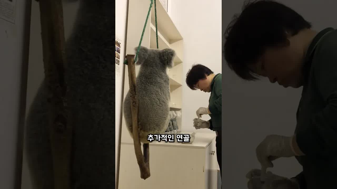 코알라의 엉덩이가 특별한 이유