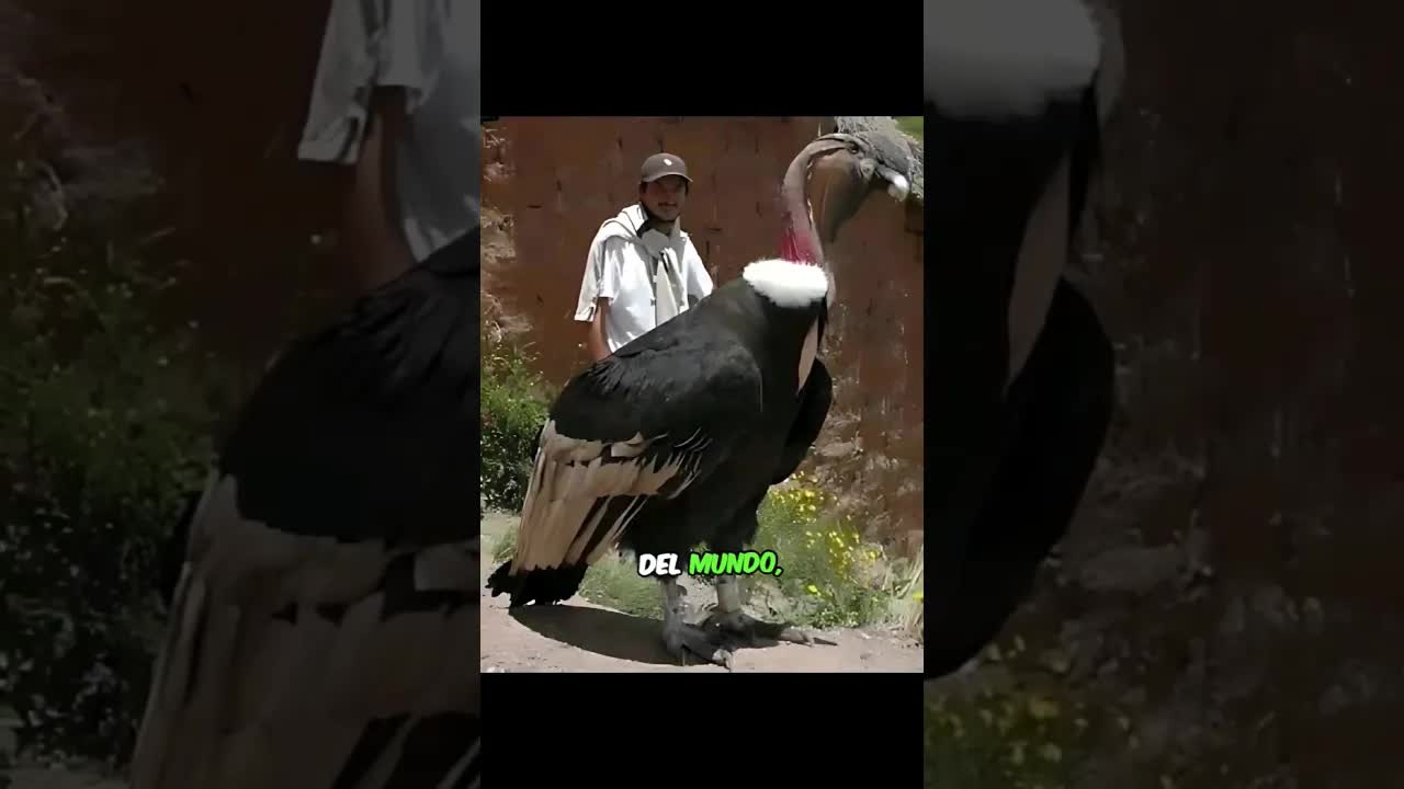 El Cóndor Andino: Aves de Gran Altura