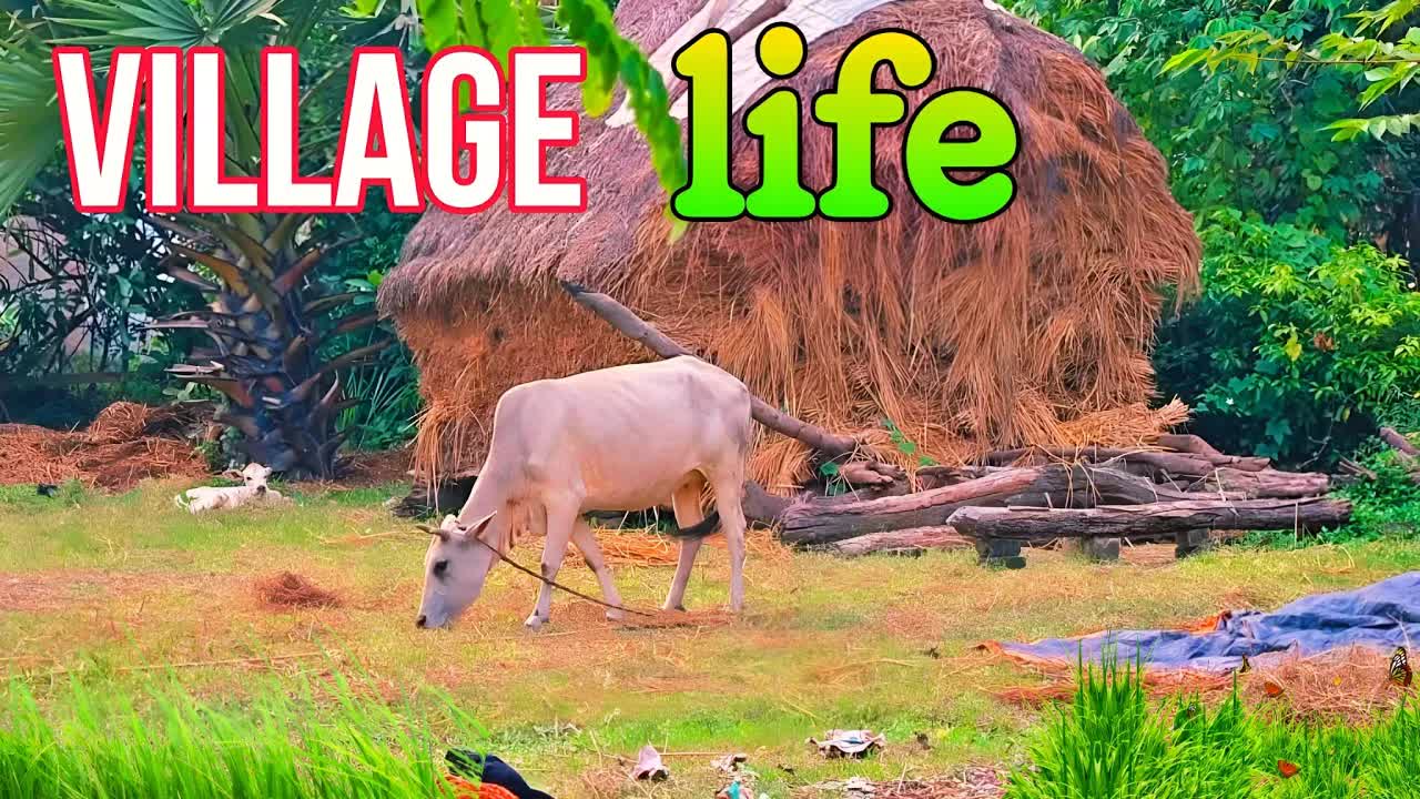 গ্রাম বাংলার শান্তিপূর্ণ জীবন ও প্রকৃতি