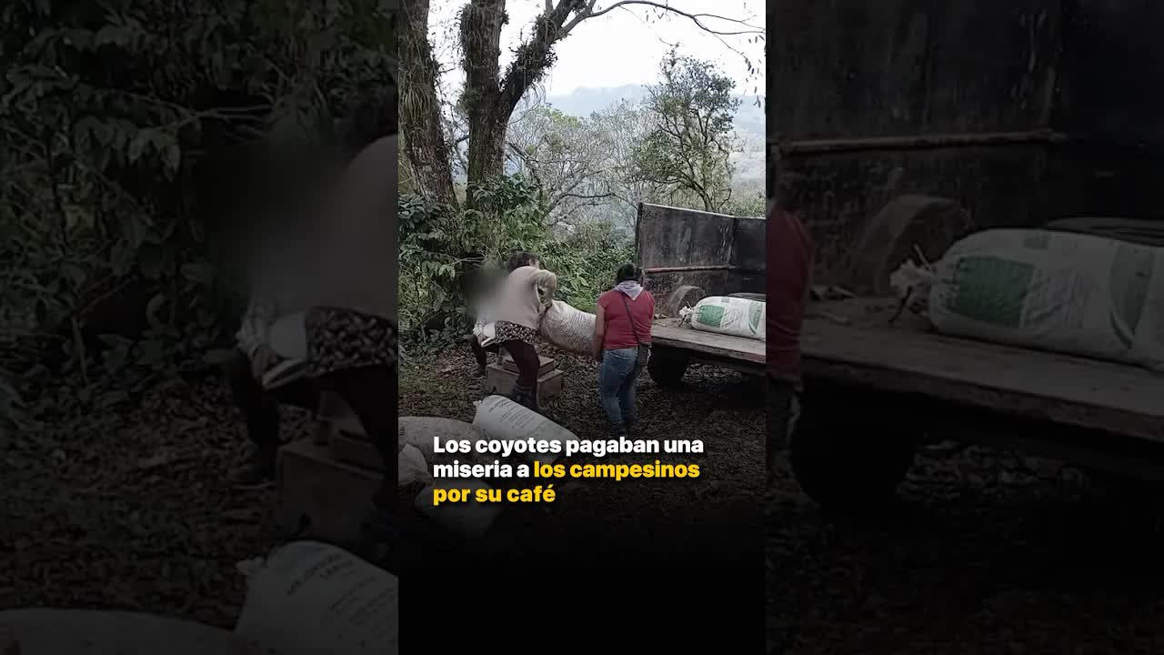 Cómo el gobierno de Puebla ayuda a los cafeticultores