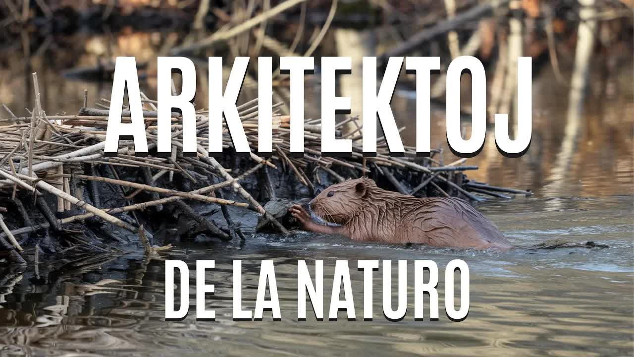 Arkitektoj de la naturo: Kastoroj, termitoj kaj birdoj