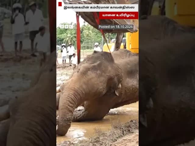 இலங்கையின் கம்பீரமான காவன் திஸ் யானை உயிரிழப்பு