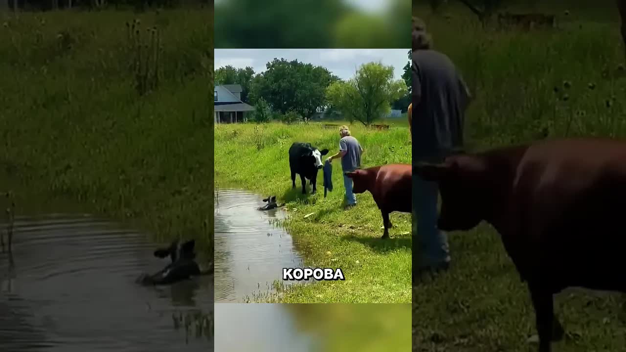 Мужчина спас телёнка от разъярённой коровы