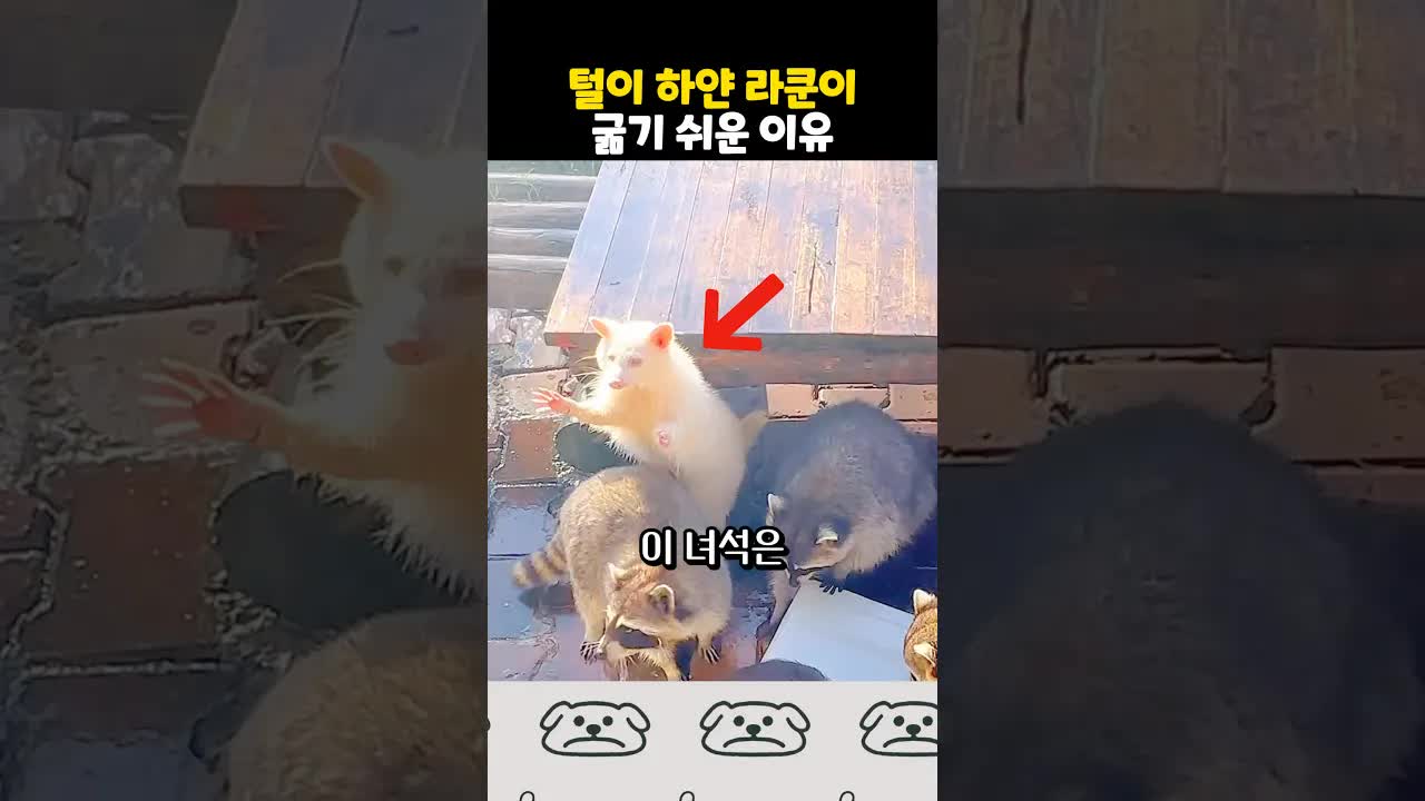 알비노 라쿤의 특별한 이야기