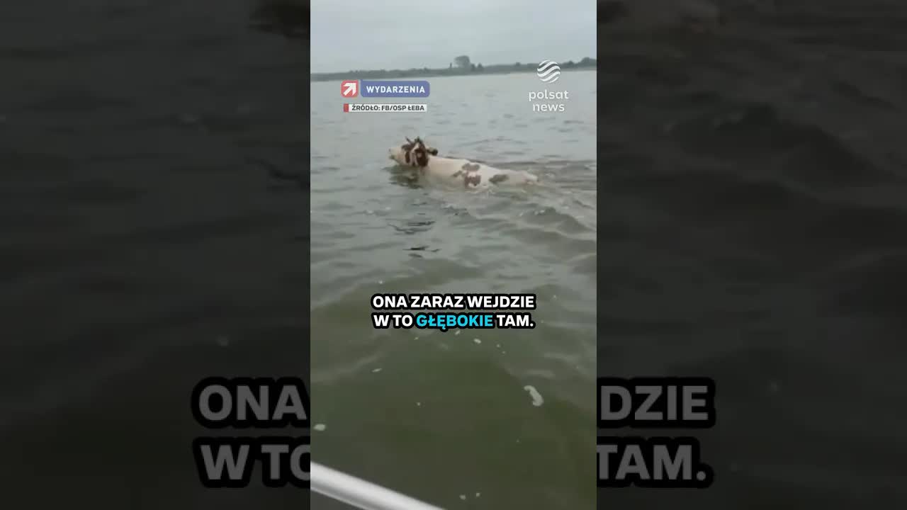 Ratownicy uratowali tonącą krowę w Łebie
