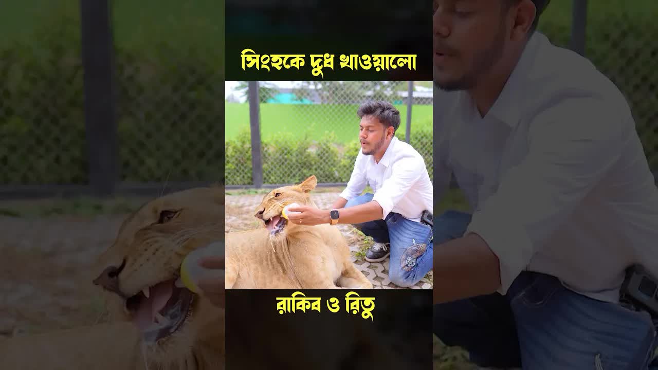 সিংহকে দুধ খাওয়ানোর মজার অভিজ্ঞতা