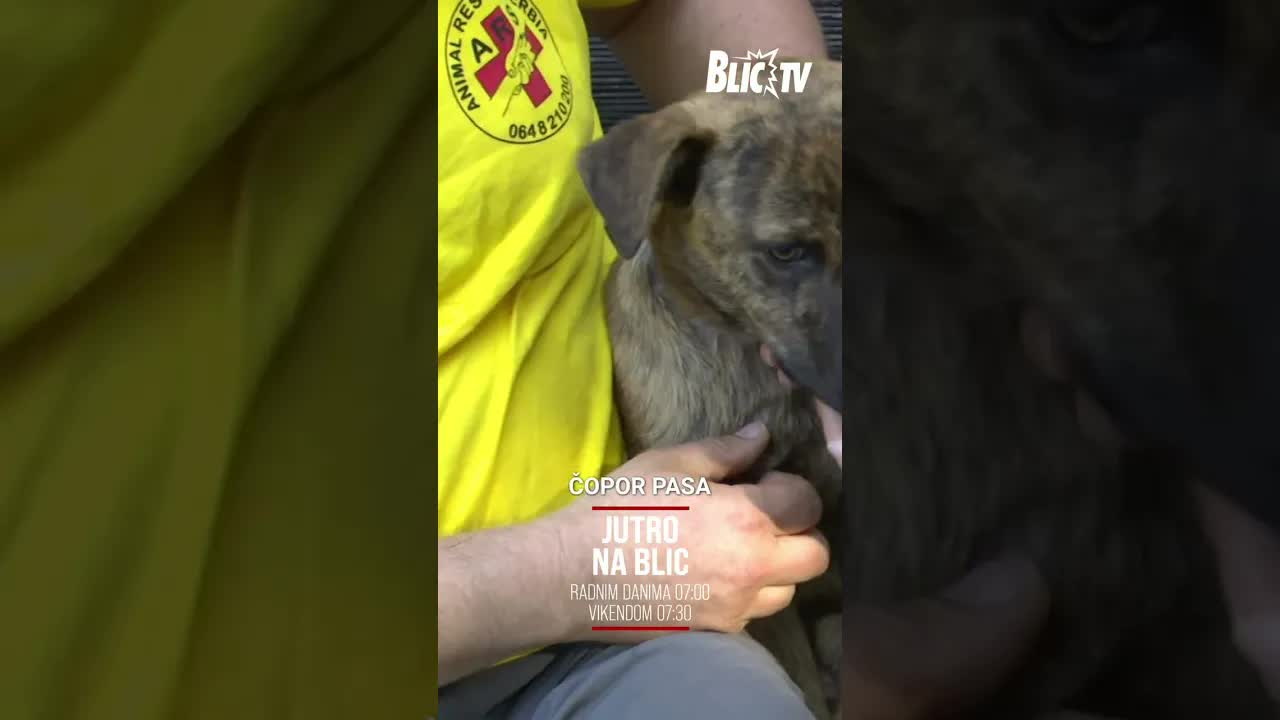 Zašto nastaju čopori pasa i kako reagovati