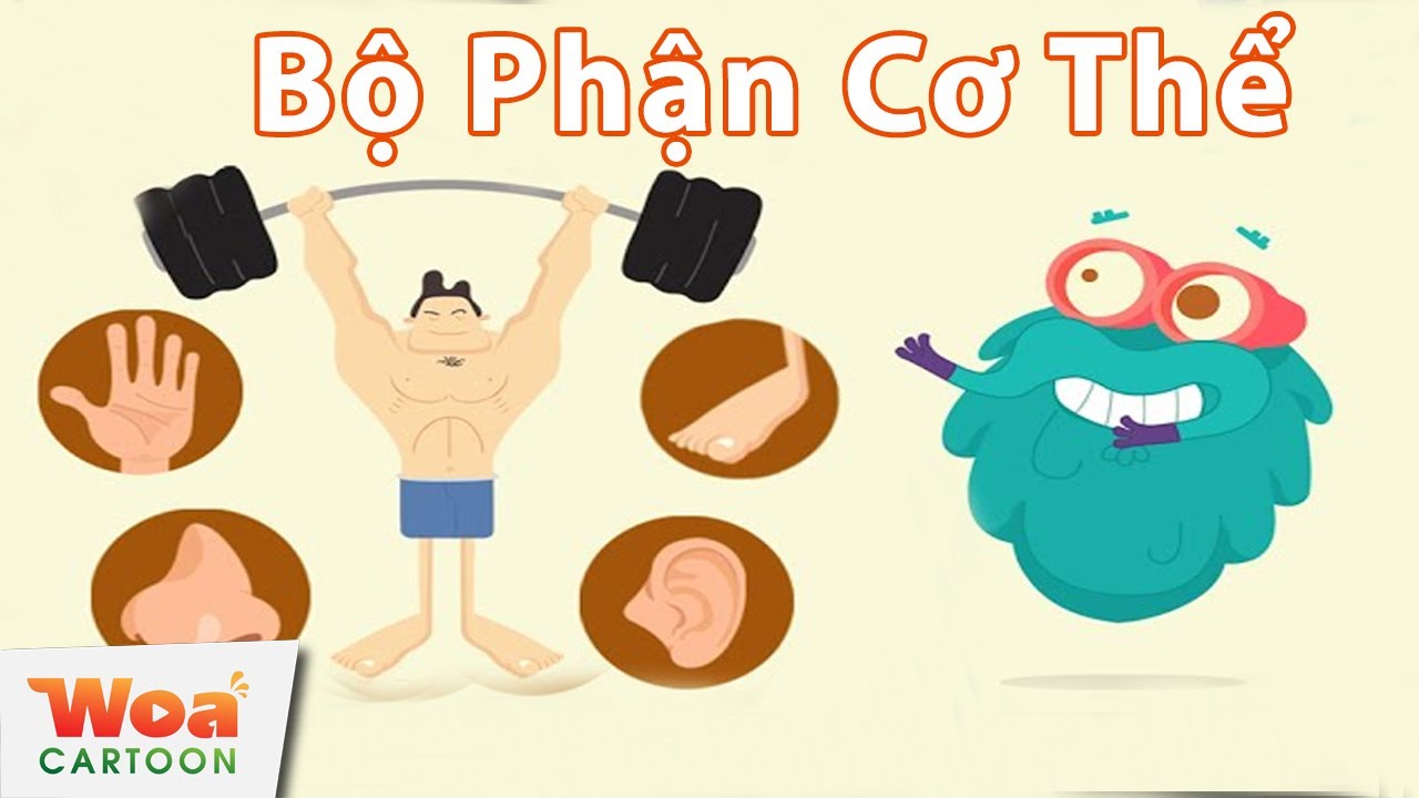 Khám Phá Các Bộ Phận Cơ Thể Người Cho Trẻ Em