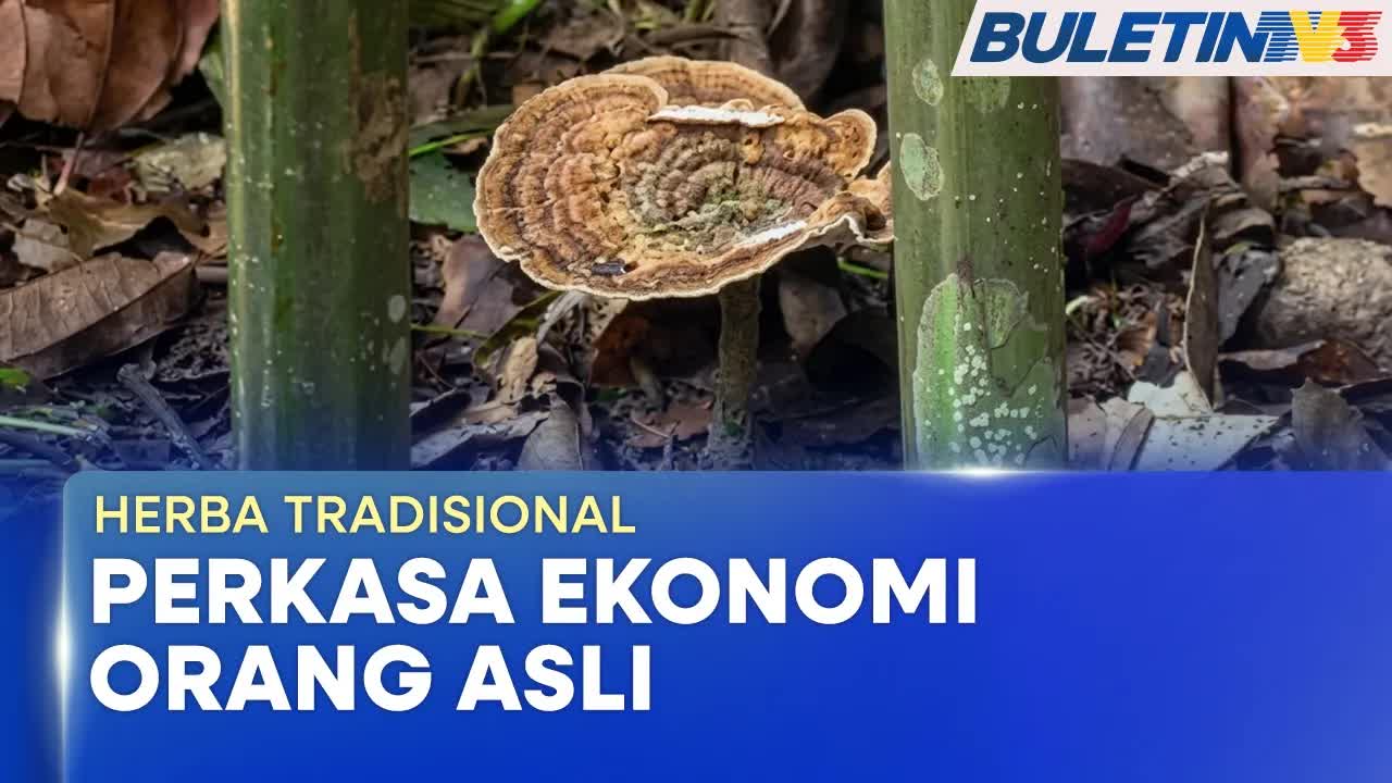 Projek Pemuliharaan Cendawan Susu Harau di Perak