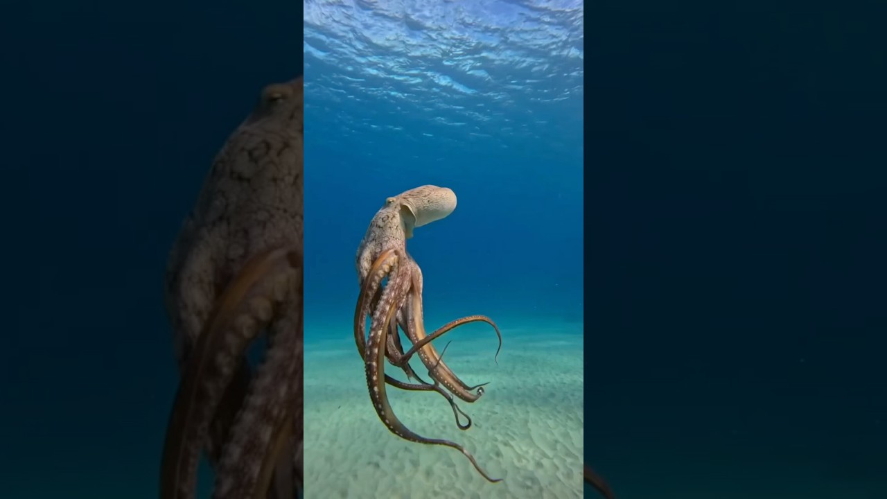 Octopus Intelligence And Survival Skills