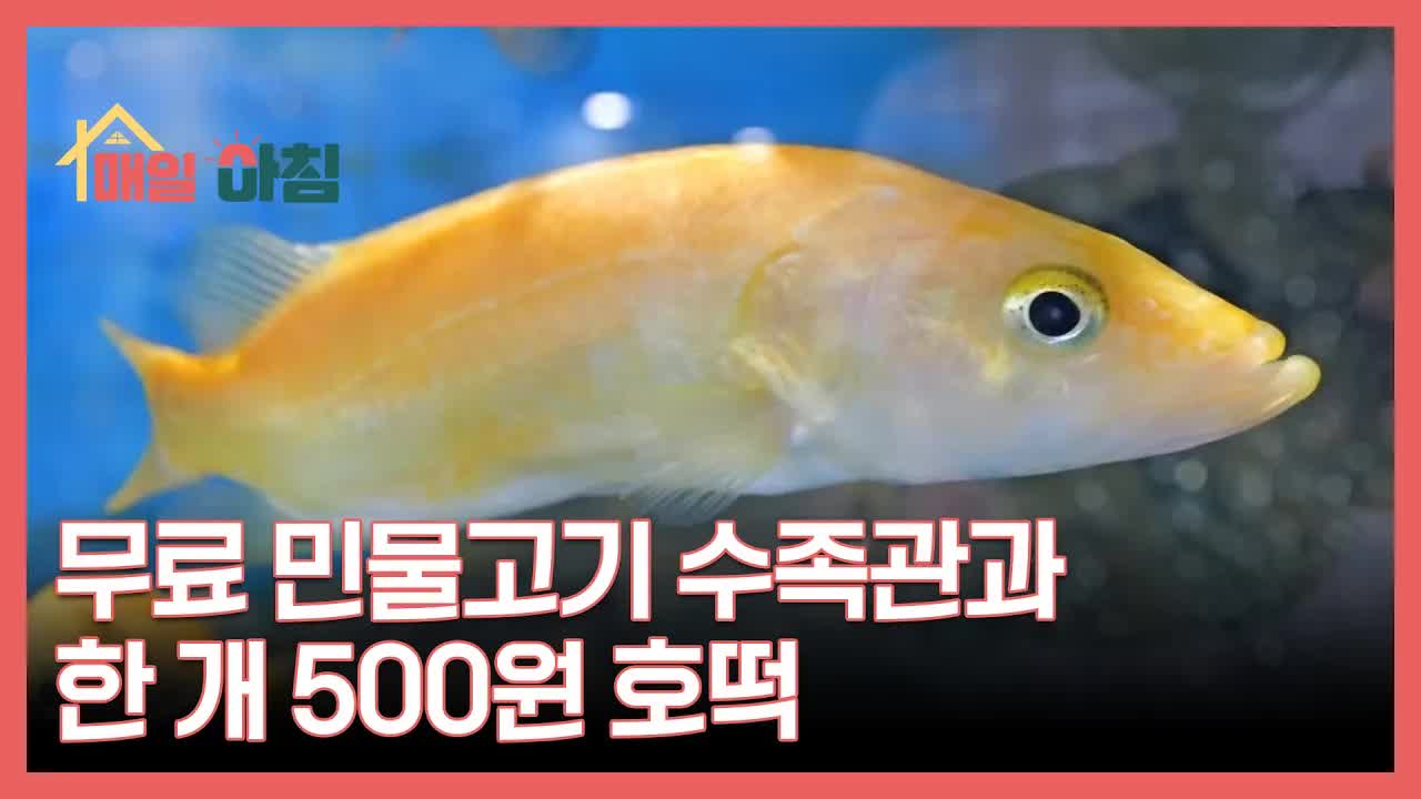 무료 수족관과 500원 호떡의 하루