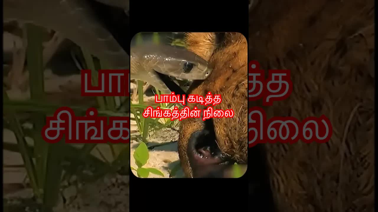 பிளாக் மாம்பா கடித்த பெண் சிங்கத்தின் போராட்டம்