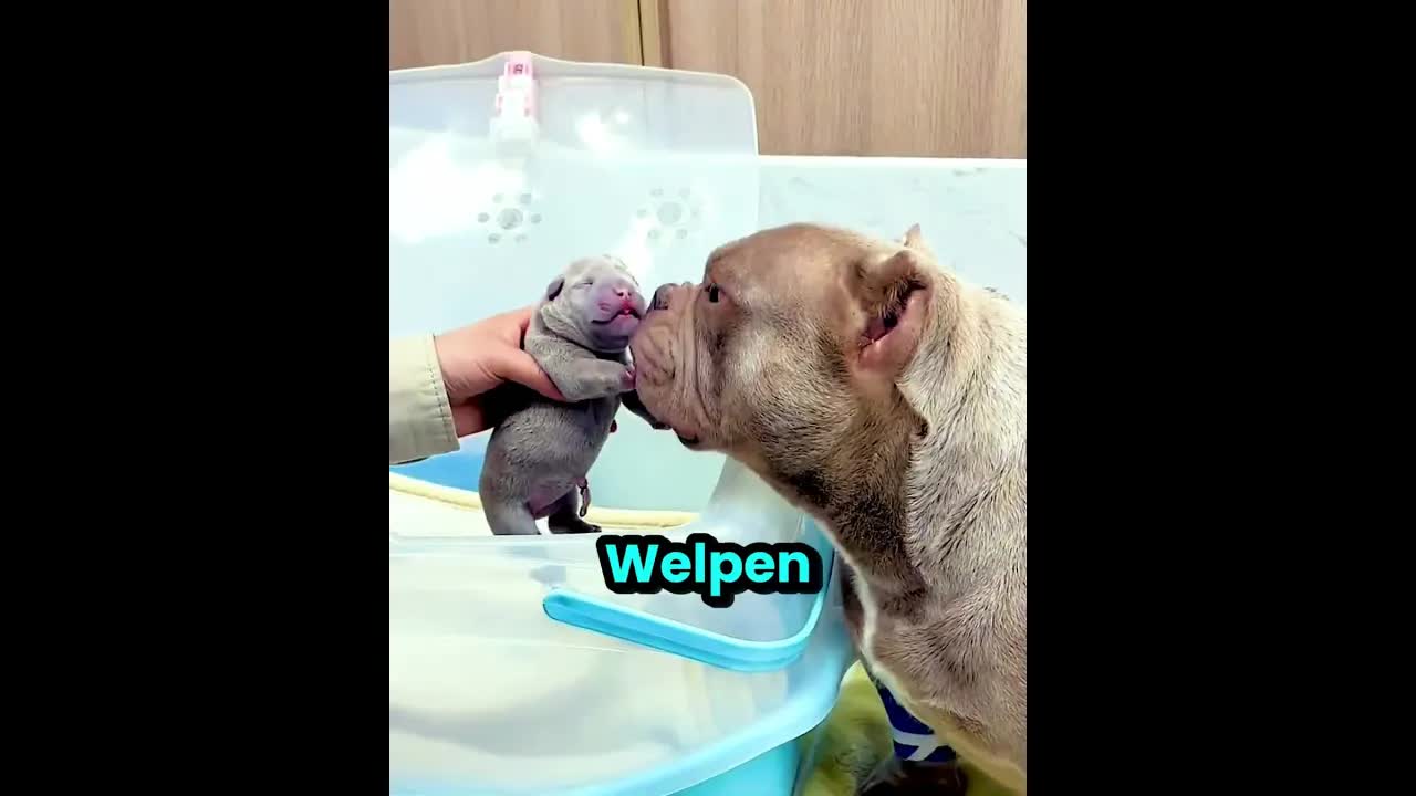Herzerwärmende Geburt einer Hündin