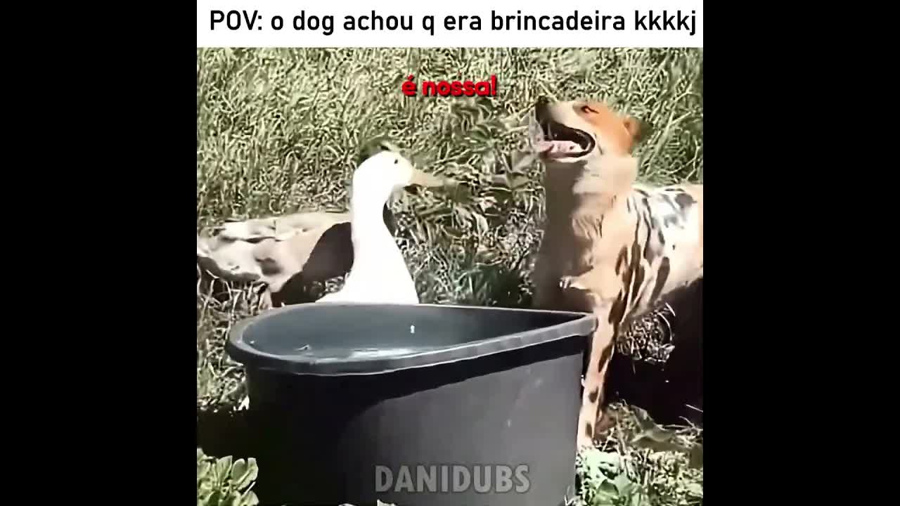 Cachorro achando que patos querem brincar