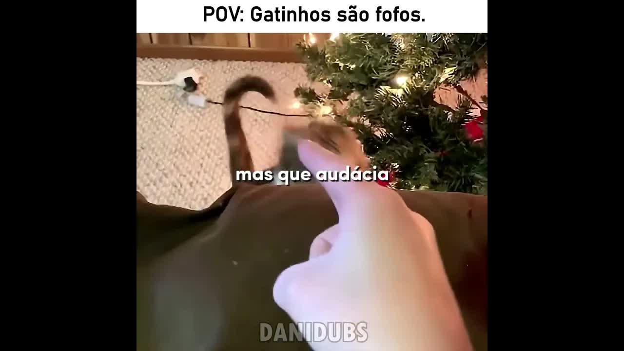 Gatinho fofo pedindo colo