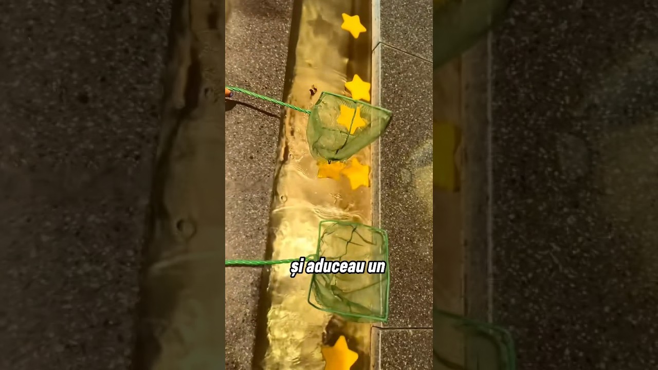 Fetița prinde steaua roșie și reacția angajatei