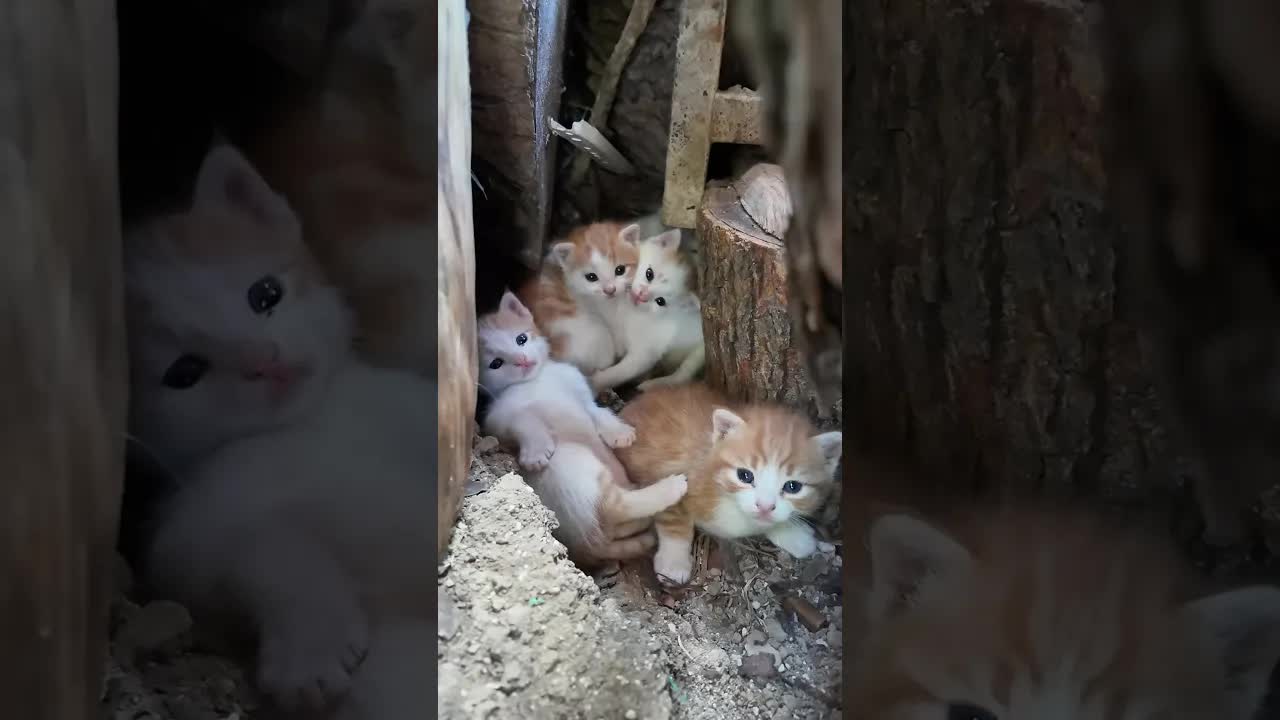 Bahçede Bulunan Tıknaz Yüzlü Hayvanlar
