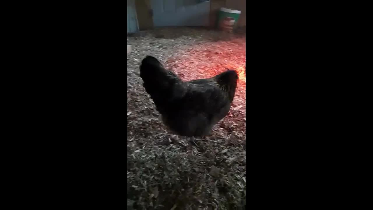 小母鸡艾吉要下鸡蛋了