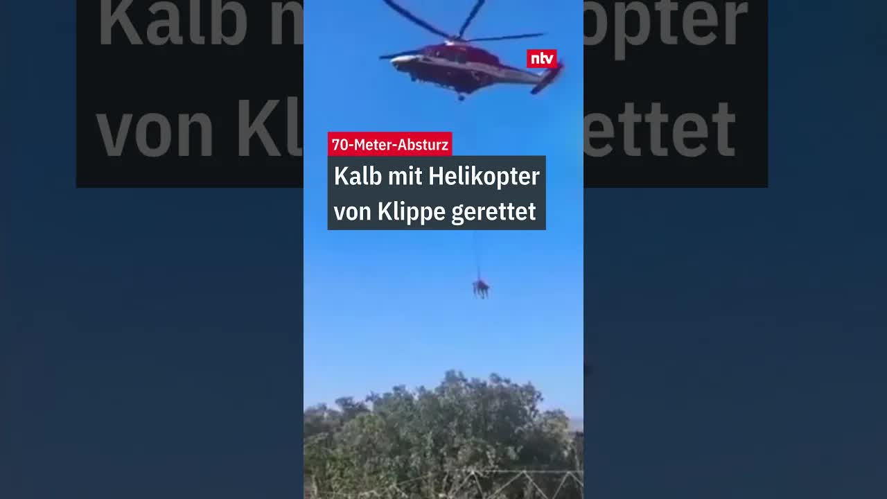 Kalb wird per Helikopter von Klippe gerettet