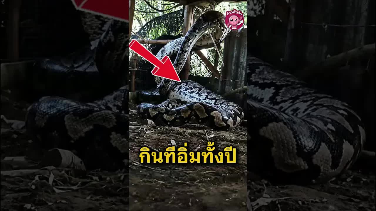 5 เหตุการณ์สัตว์โลกสุดทึ่งที่กล้องบันทึกได้