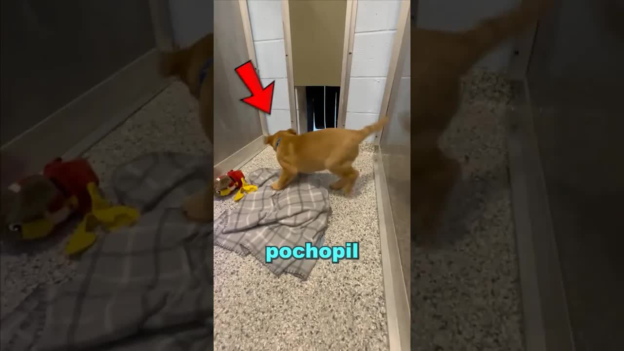 Šťastný konec: Pes našel nový domov po adopci