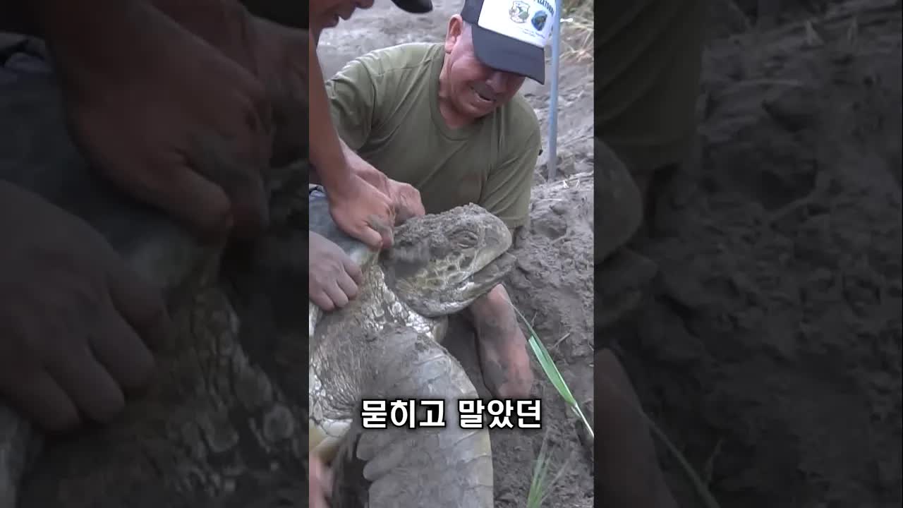 모래에 갇힌 바다거북 구조 이야기