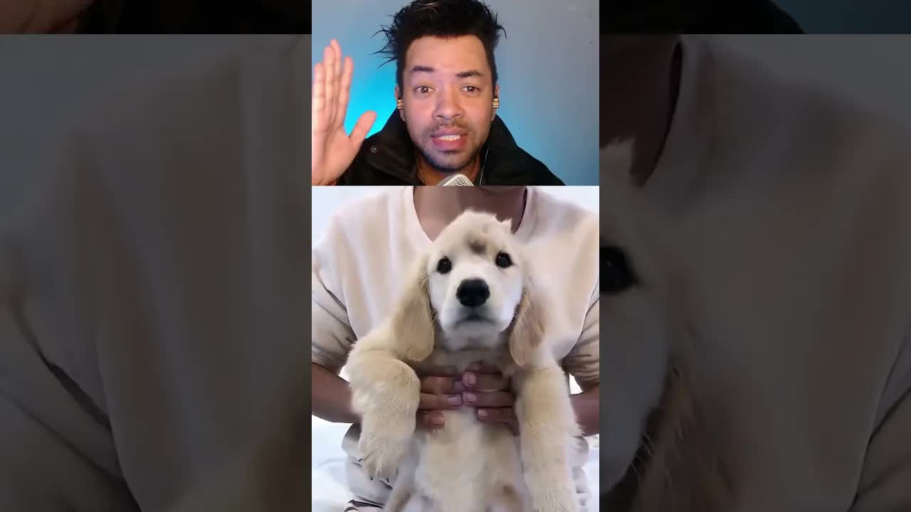 Cachorro nasce com rabo na cabeça e vira viral